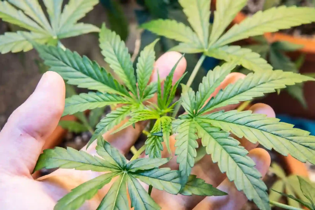 單純持有大麻種子